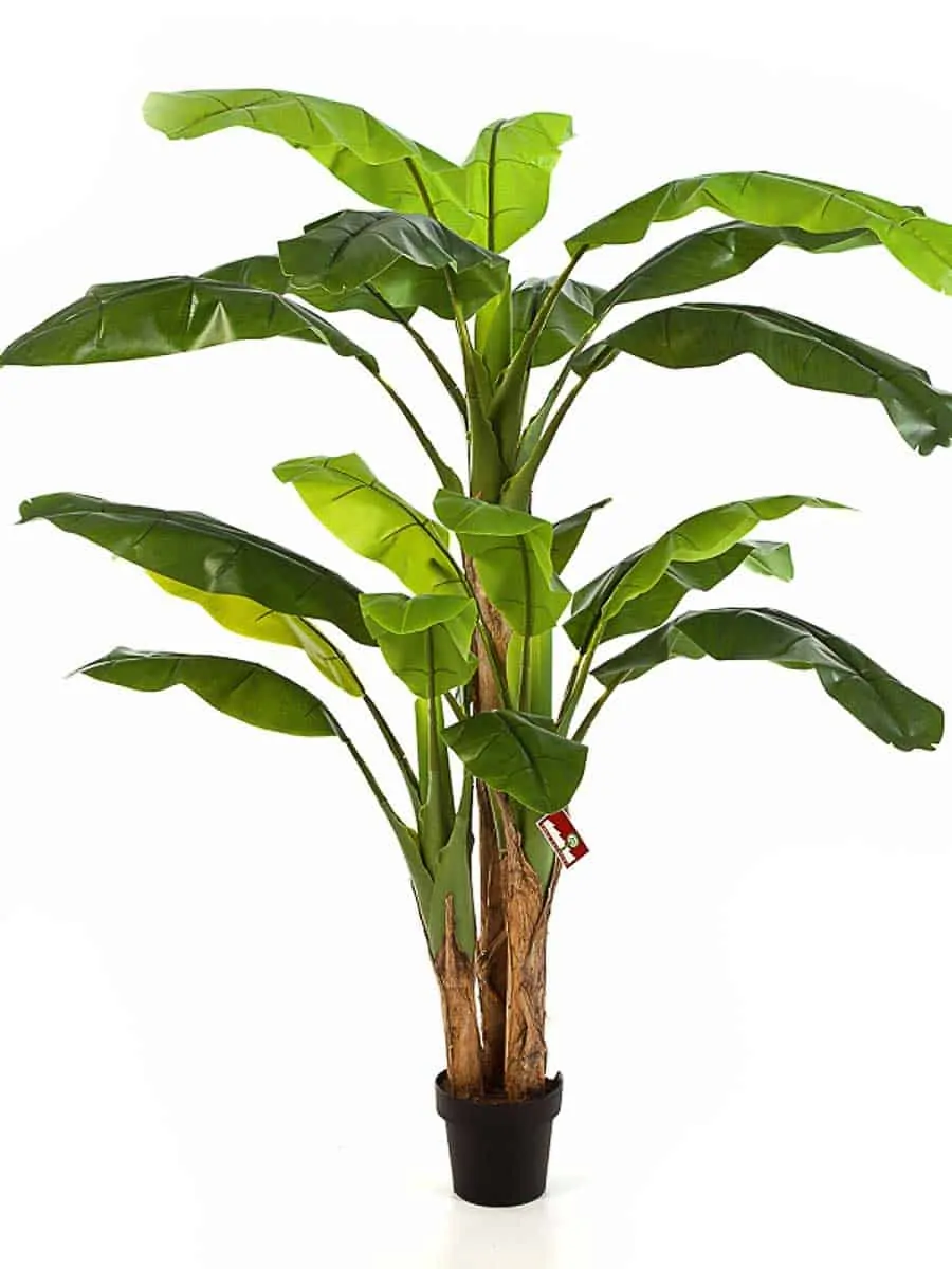 Banana-Stablo Banana Stablo