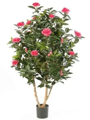 Camelia Japonica Bush Stablo