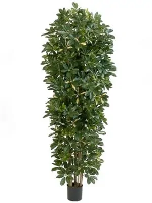 Column Giant Schefflera