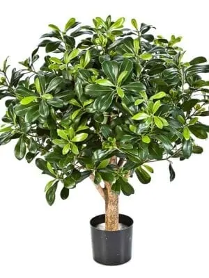 Pittisporum Ball Stablo