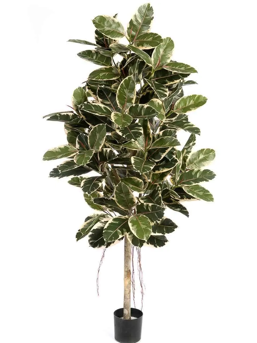 Variegated-Ficus-Elastica Variegated Ficus Elastica