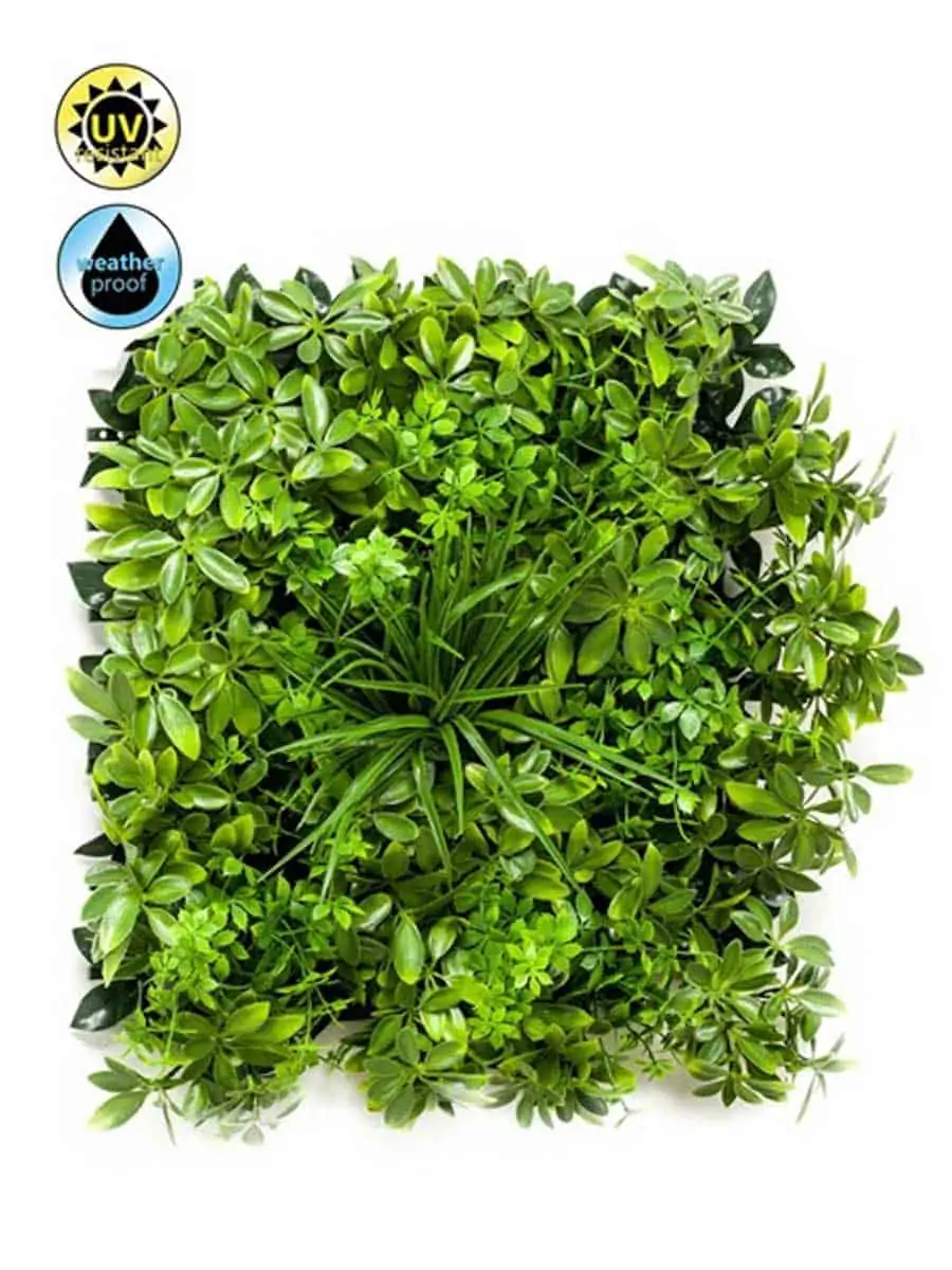 Schefflera-Mix Zeleni Zid Schefflera Mix